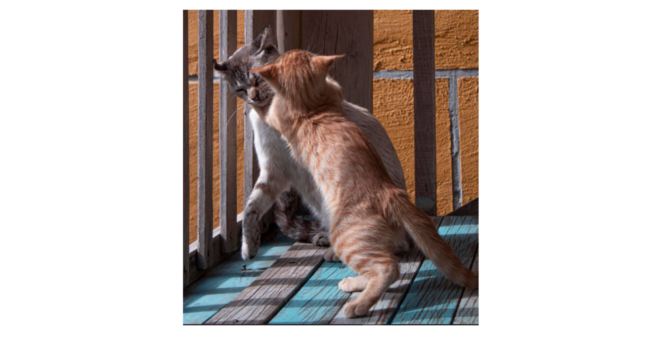 Pandita Cats 2